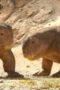 Nonton Film Life on Our Planet Season 1 Episode 4 Terbaru